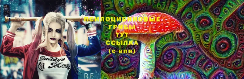 Псилоцибиновые грибы Cubensis  Вольск 